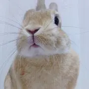 ゆず