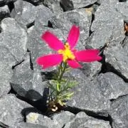 あずすの画像