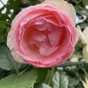 ばーばの断捨離中の画像