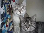 catwomanの画像