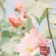 hoimiの画像