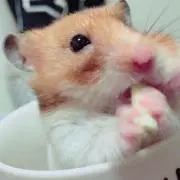 だいふく