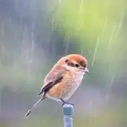 プチちゃんの画像