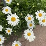 きなりの画像