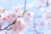 Brownの画像