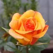 マムリンの画像