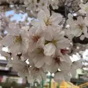 i-chi。の画像