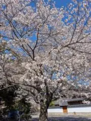 naoの画像