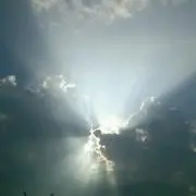 ゴンゾウの画像