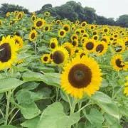 ちゃま★の画像