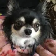 Myyu