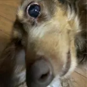りるの画像