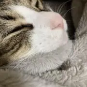 お萩