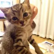 田中ナタリー