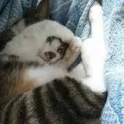 あんこ