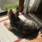 napの画像