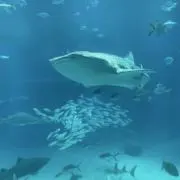 ヤスアキの画像