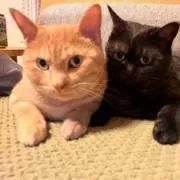 茶々丸と山葵の画像