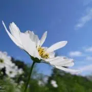 うみの画像