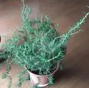 しろくろの画像