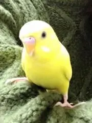 *A*の画像