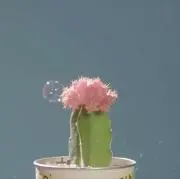 さぼてんの画像