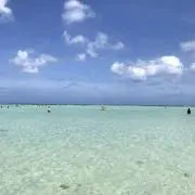 こゆきの画像