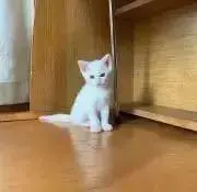 blancの画像