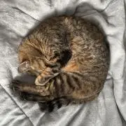 ころすけ
