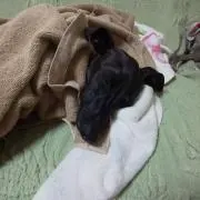 さくらの画像