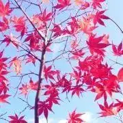 NAO