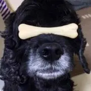 さっとの画像