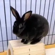 ノリリンの画像