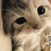ふわこ♡の画像