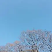 チャボ