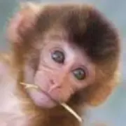 ももきちの画像