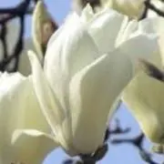 もくれんの画像