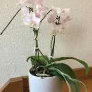 hiro
