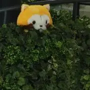 ねこねこの画像