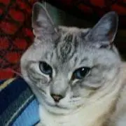 にゃんえもんの画像