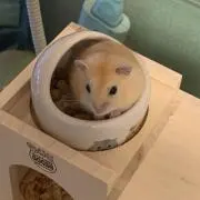 Jessieの画像