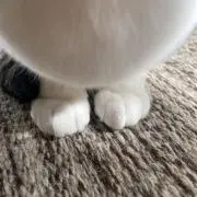 Kamekoの画像