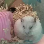 ウエハース