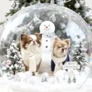 ダッフィーの画像