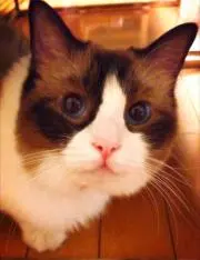 デイデイかつお