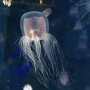 みんミンminの画像