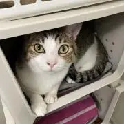 吾輩は猫の画像