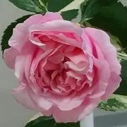 チャピやんの画像
