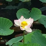 アネモネ