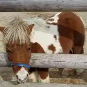 オモチャ好きの画像